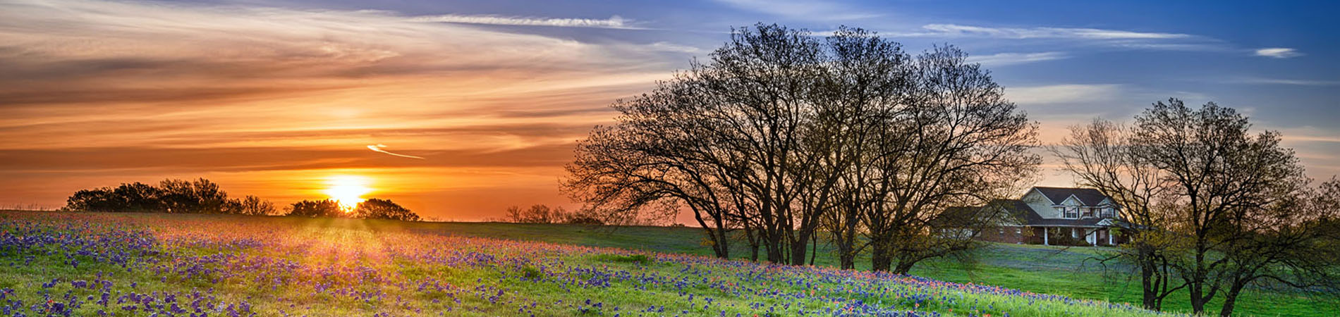 Bluebonnets