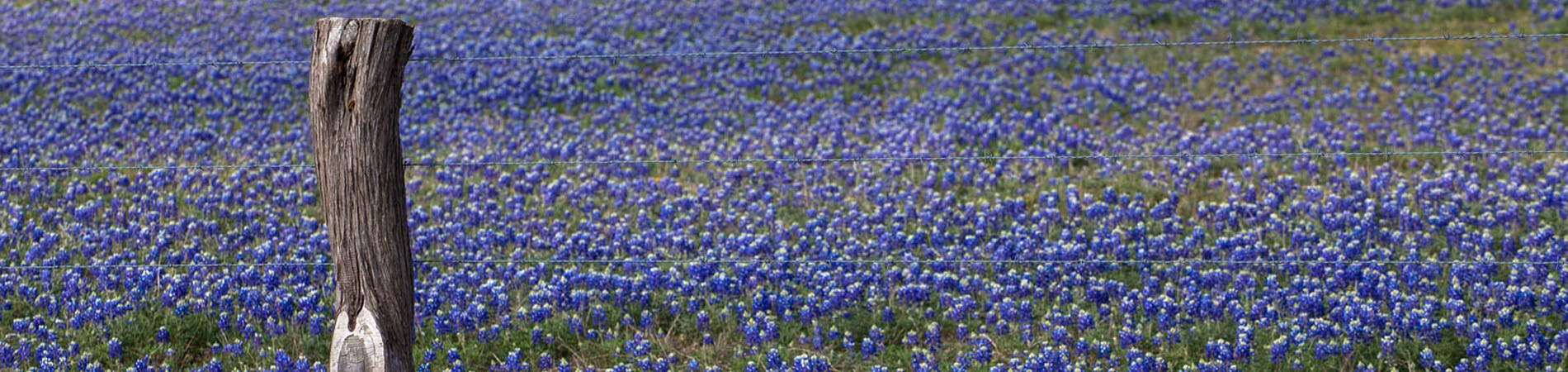 Bluebonnets