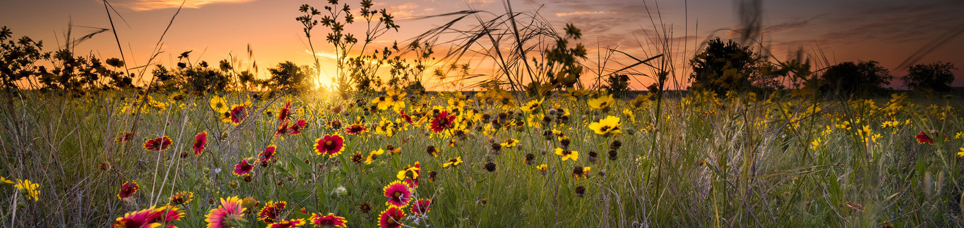 indian paintbrushes